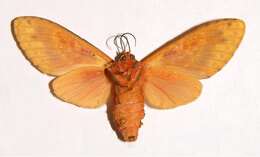 Image of Lampruna rosea Schaus 1894