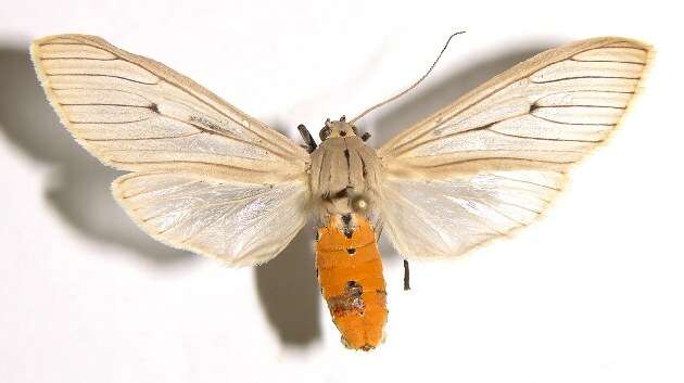 Image of Agaraea semivitrea Rothschild 1909