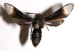 Image of Sphecosoma