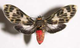 Image of Heliura tetragramma Walker 1854