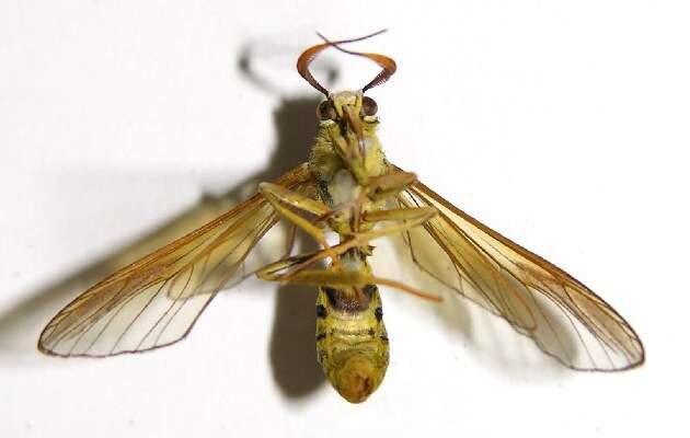 Image of <i>Myrmecopsis laticinctus</i>