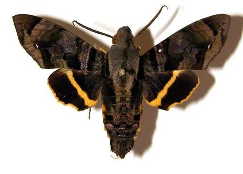 Image of Cuban Sphinx Moth