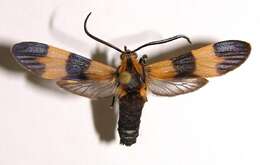 Image of Correbia undulata Druce 1884