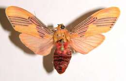 Sivun Lepidokirbyia vittipes Walker 1855 kuva