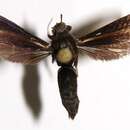 Image of <i>Sphecosoma alienum</i> (Walker 1854)