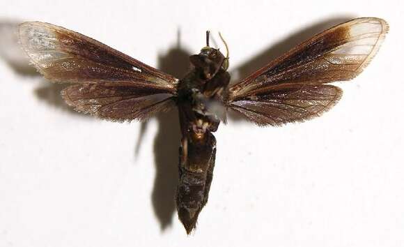 Image of <i>Sphecosoma alienum</i> (Walker 1854)