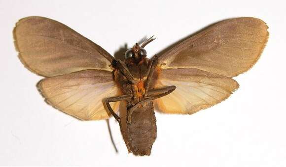 Image of Sychesia pseudodryas Rothschild 1909