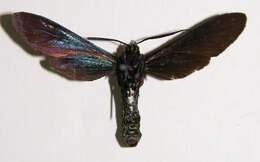 Image of Antichloris viridis Druce 1884