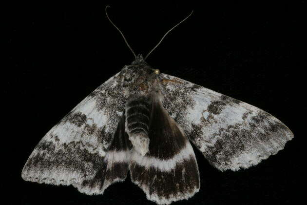 Image of White Underwing, The Relict