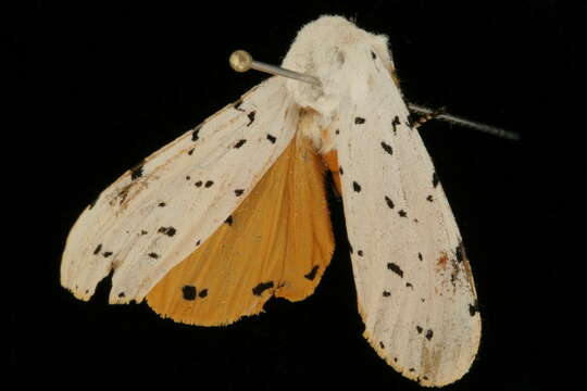 Image of Salt Marsh Moth