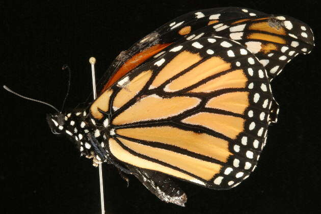 Image of Monarch