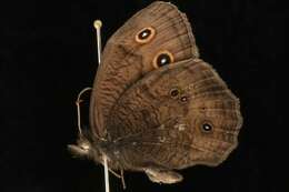 صورة Cercyonis pegala Fabricius 1775