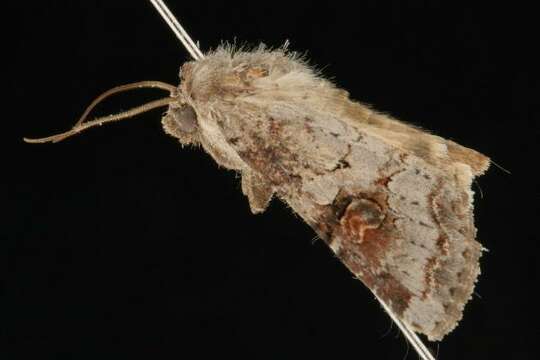 Image of Striped Garden Caterpillar