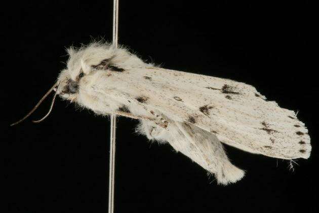 Image of Vulpina Dagger Moth