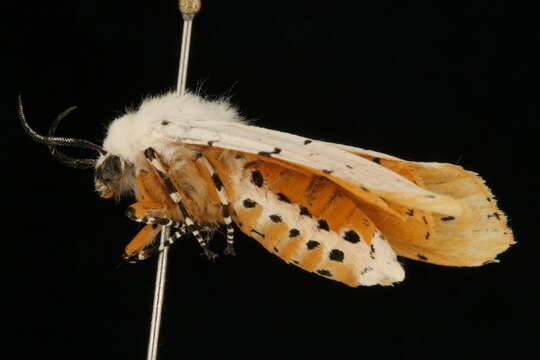 Image of Salt Marsh Moth