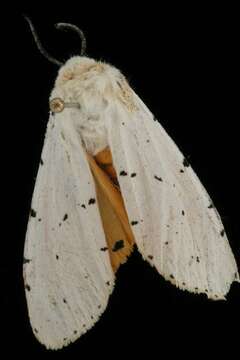 Image of Salt Marsh Moth