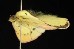 Image of Clouded sulphur