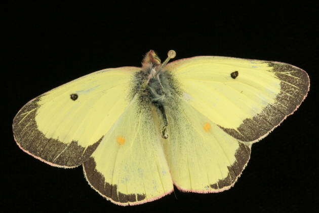 Image of Clouded sulphur