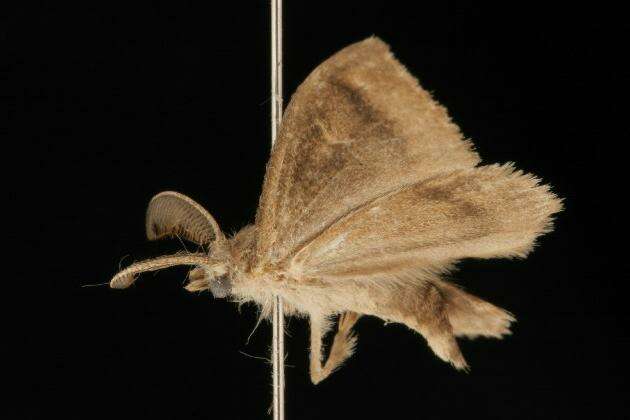 Image of Definite Tussock Moth