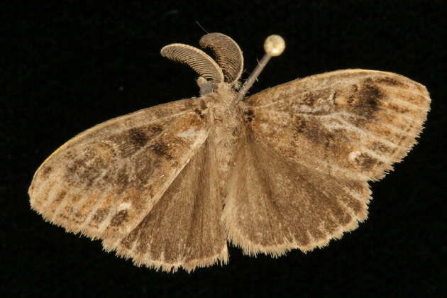 Image of Definite Tussock Moth