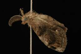 Image of Definite Tussock Moth