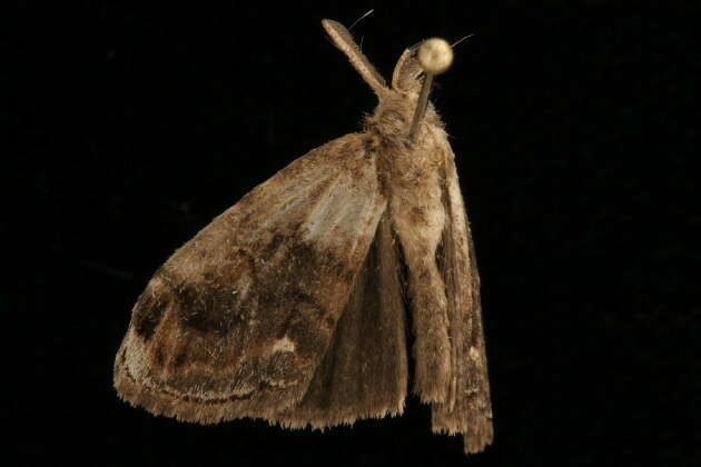 Image of Definite Tussock Moth