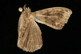 Image of Definite Tussock Moth