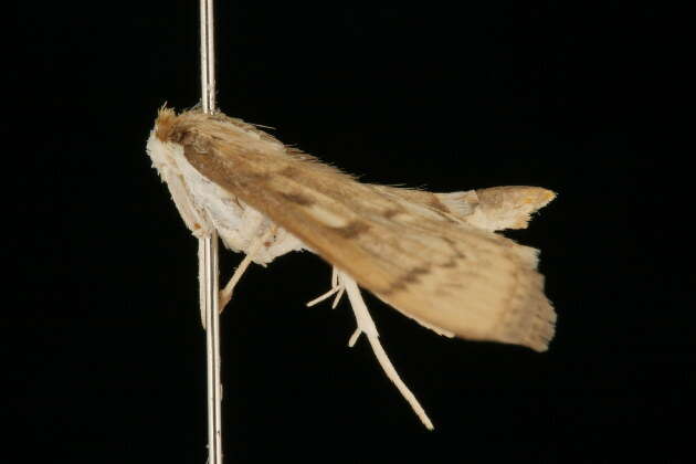 Image of Serpentine Webworm