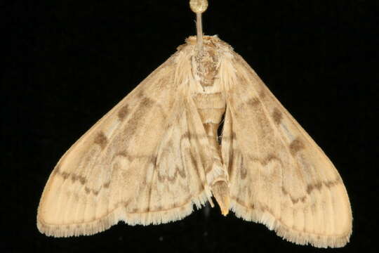 Image of Serpentine Webworm