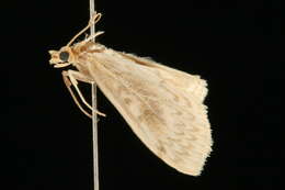 Ostrinia obumbratalis Lederer 1863 resmi