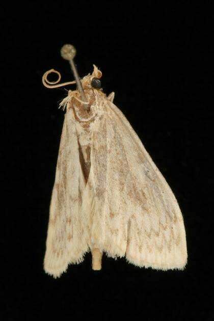 Ostrinia obumbratalis Lederer 1863 resmi