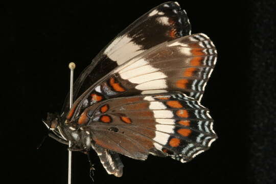 Image of White Admiral