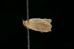 Image of Agonopterix canadensis Busck 1902