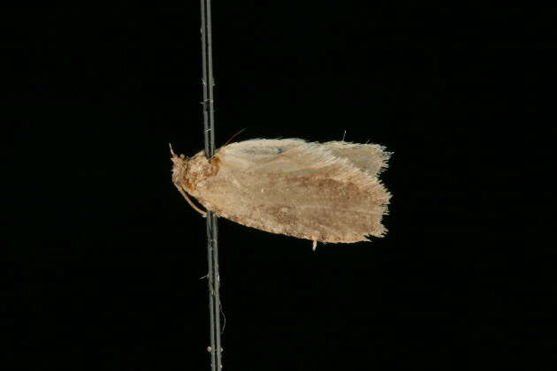 Image of Agonopterix canadensis Busck 1902