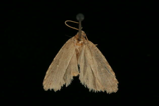 Image of Agonopterix canadensis Busck 1902