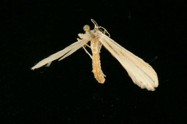 Hellinsia lacteodactylus (Chambers 1873) resmi