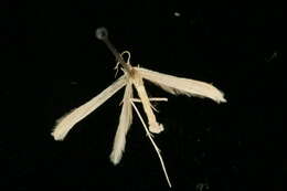 Hellinsia lacteodactylus (Chambers 1873) resmi