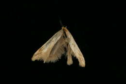 Image of Moth