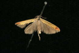 Image of Large Clover Case-bearer