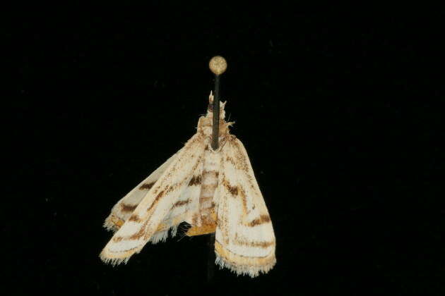 Image of Chestnut-marked Pondweed Moth