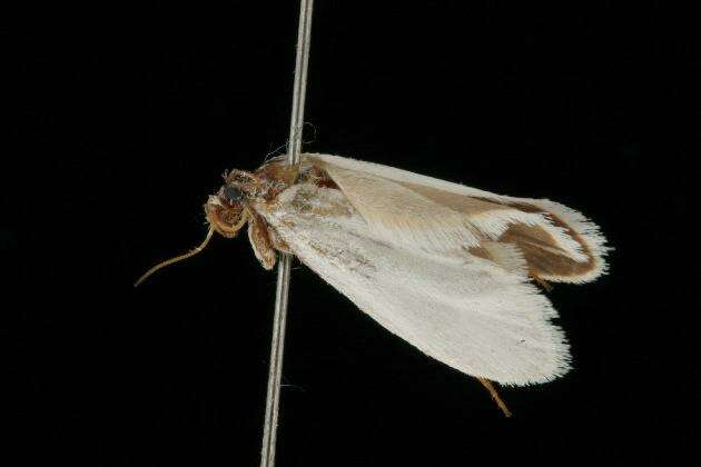 صورة Tegeticula yuccasella Riley 1873