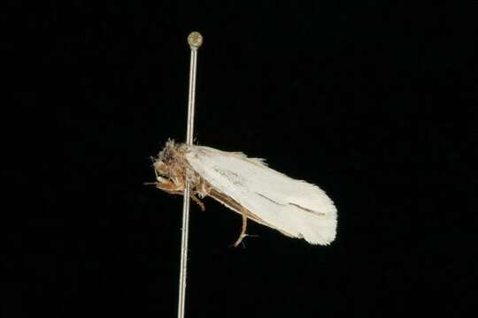 Image of Yucca Moth