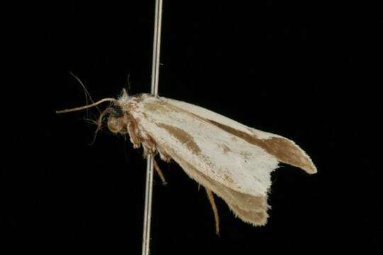 Image of Yucca Moth