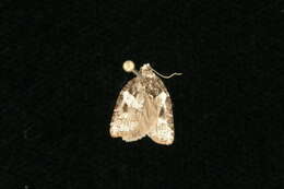 Image of Eastern Black-headed Budworm Moth