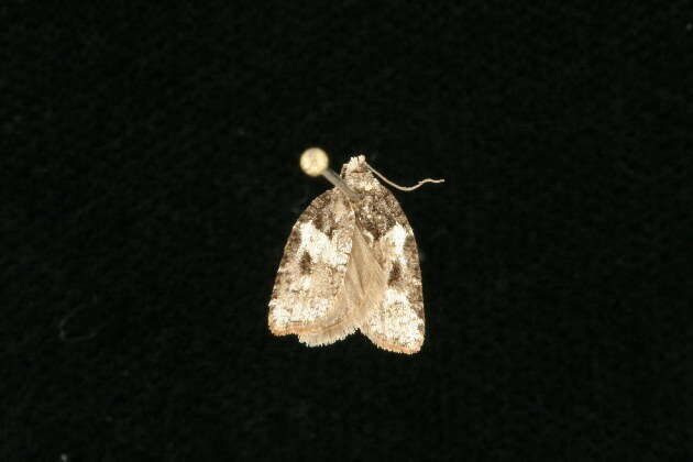 Image of Eastern Black-headed Budworm Moth