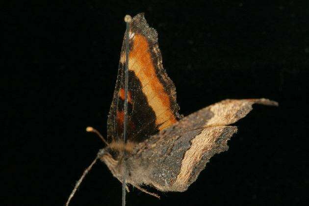 Image of Milbert's Tortoiseshell