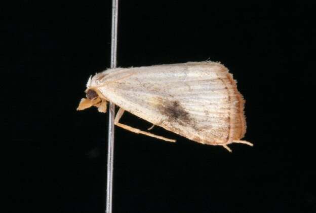 Image of Spotted Grass Moth