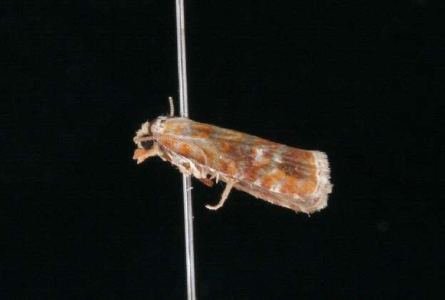 Image of European pine shoot moth