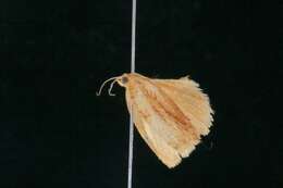 Archips cerasivorana Fitch 1856的圖片