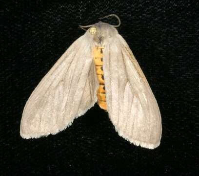 Image of Milkweed Tussock Moth